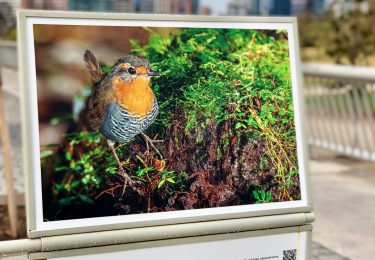 Expo Aves de Chile se toma el Bicentenario