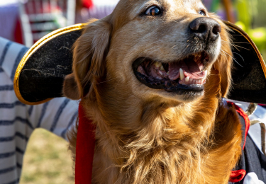 Participa junto a tu mascota en el lanzamiento de Vitacura Pet Friendly